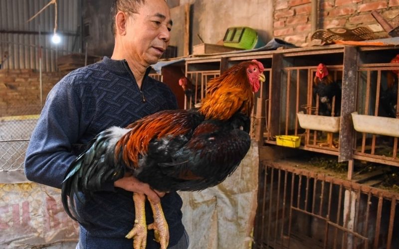 Bảo Tồn Các Giống Gà Quý Trong Di Sản Văn Hóa Dân Gian