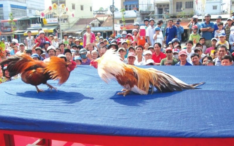 Đá Gà Truyền Thống Tìm Hiểu Nét Đẹp Trong Các Lễ Hội Dân Gian Việt