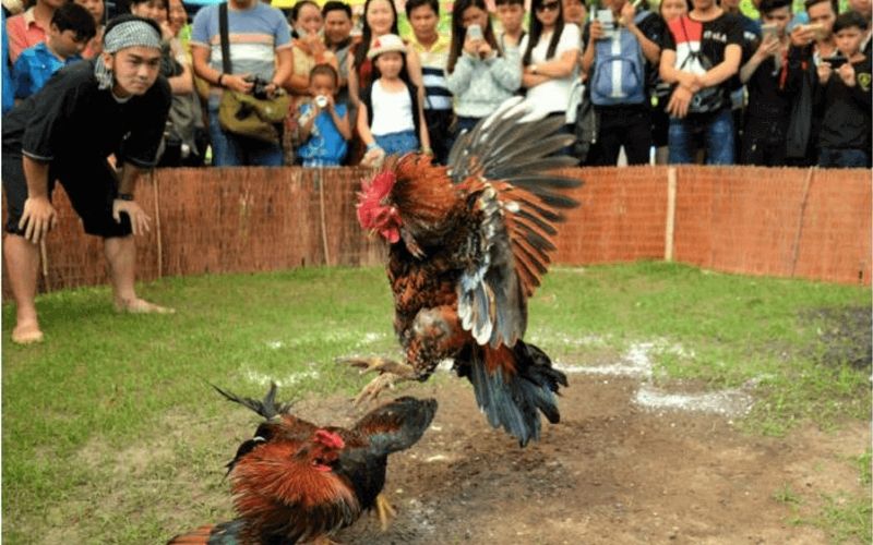 Kỹ thuật và nghệ thuật huấn luyện gà chọi